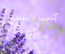 WAX TARTS  | lavender+coconut water