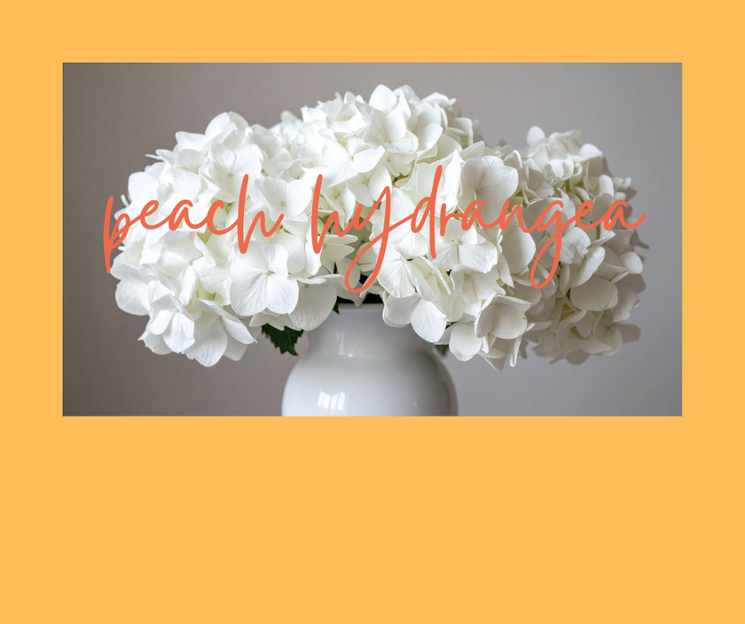 WAX TARTS  | peach hydrangea