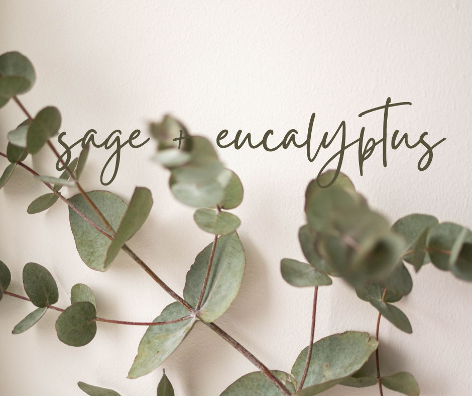 WAX TARTS  | sage + eucalyptus